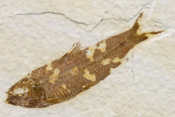 Detailed Fossil Fish (Knightia) - Wyoming #174648